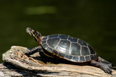 painted turtle on a log clipart