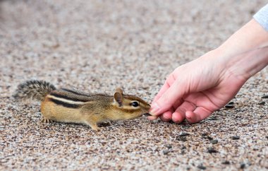 Dostça bir sincap sevişme
