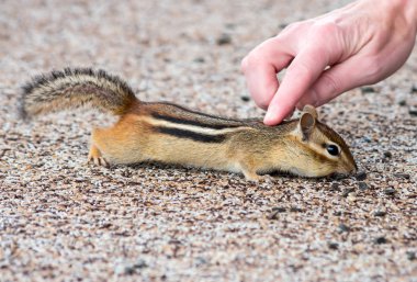 Dostça bir sincap sevişme