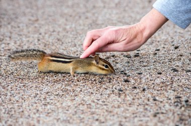 Dostça bir sincap sevişme