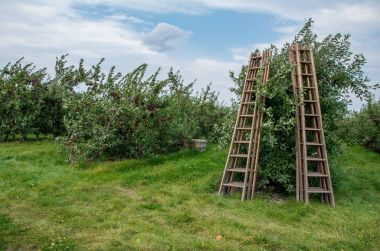 Elma ve bir meyve bahçesi ağaçlarda