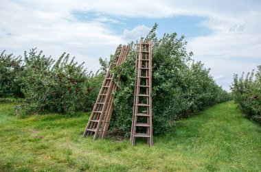 Elma ve bir meyve bahçesi ağaçlarda