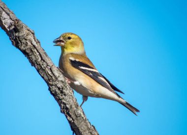 Altın finch closeup
