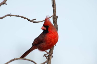 erkek kırmızı Kardinal closeup