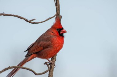 erkek kırmızı Kardinal closeup
