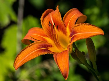 bir kaplan lilly ağaçları yakın çekim