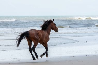 Vahşi sömürge İspanyolca Mustangs Kuzey Currituck dış b