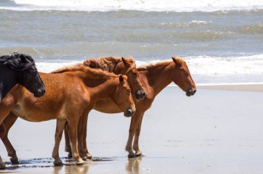 Wild Colonial Spanish Mustangs on the northern Currituck Outer B clipart