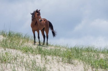 Vahşi sömürge İspanyolca Mustangs Kuzey Currituck dış b