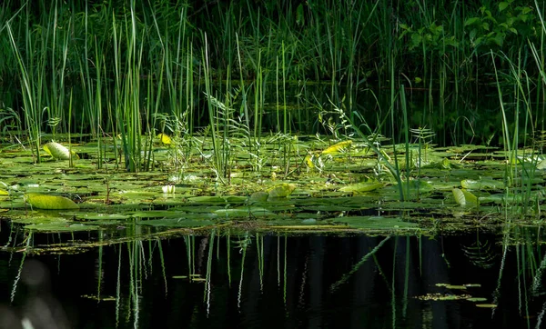 Wodę Wody Lillies Stroiki Zastanawiając Się Nad Czarną Wodą — Zdjęcie stockowe