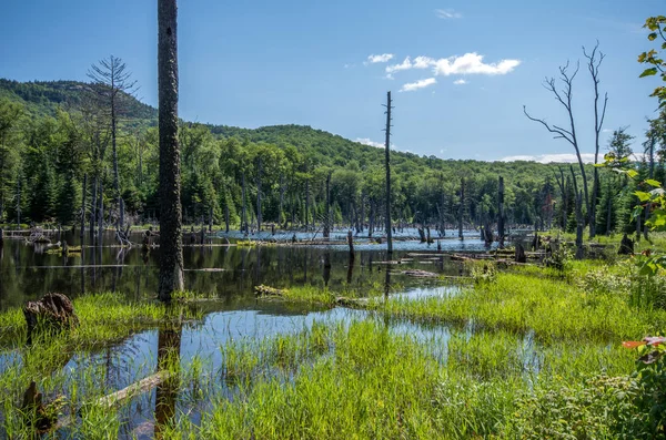 Biberweiher auf dem van-Hoevenberg-Weg im adirondack — Stockfoto