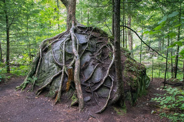 木の根は石に成長 — ストック写真