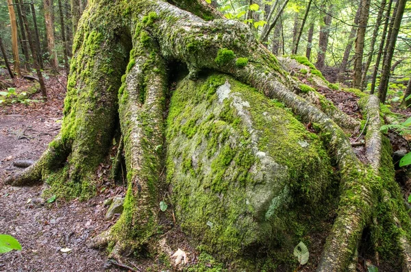 Racines d'arbres poussant sur un rocher — Photo