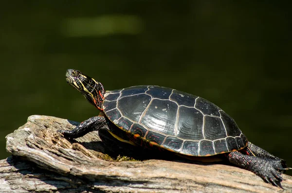 Geschilderde Schildpad Een Log — Stockfoto