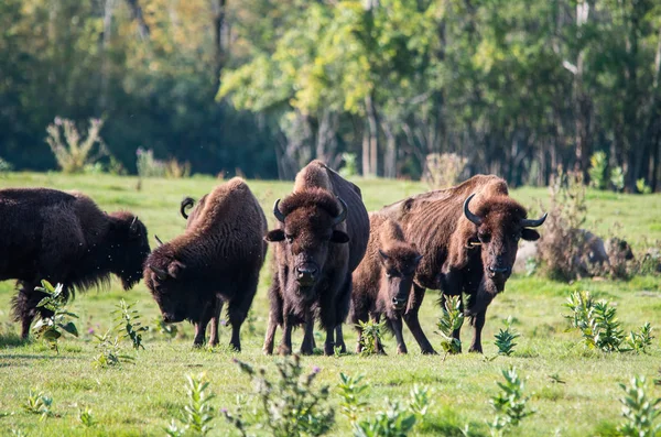 Besättningen av buffel — Stockfoto