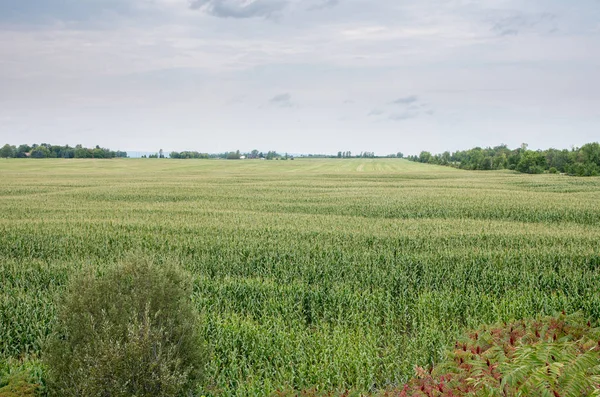 Velké kukuřičné pole — Stock fotografie