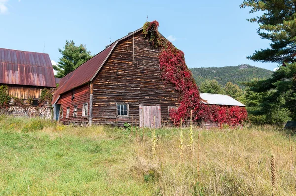 Old rustic weathered barn with red vines growing up it — Stock Photo, Image