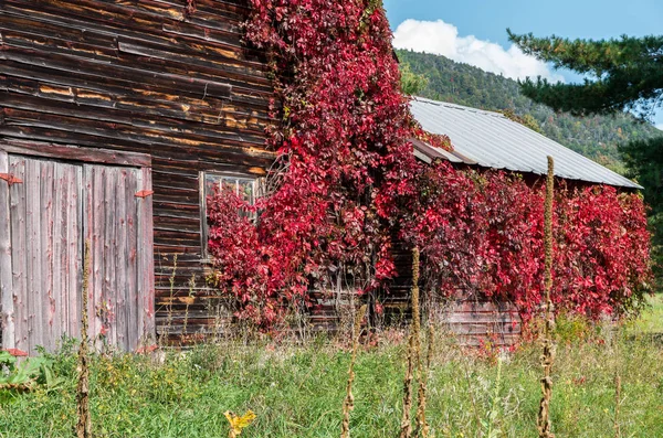 Old rustic weathered barn with red vines growing up it — Stock Photo, Image