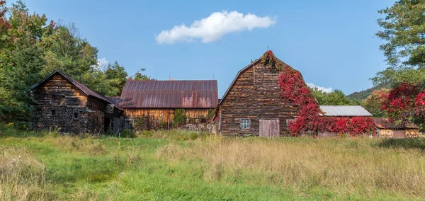 Old rustic weathered barn with red vines growing up it — Stock Photo, Image