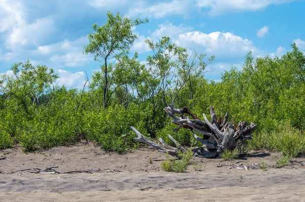 Raízes Árvores Intemperizadas Bar Areia Foz Rio Bouquet Lago Champlain — Fotografia de Stock