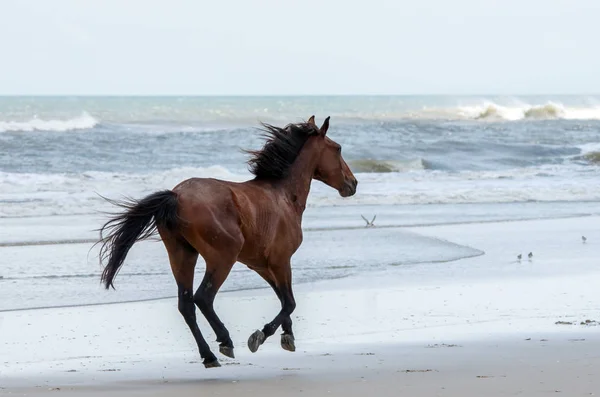 Vilda koloniala spanska Mustanger på norra Currituck yttre B — Stockfoto