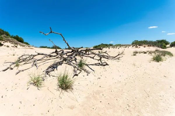 Die Dünen am Jockeygrat am äußeren Ufer — Stockfoto