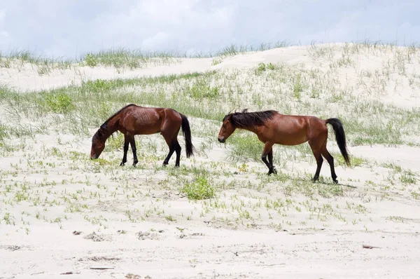 Vahşi sömürge İspanyolca Mustangs Kuzey Currituck dış b