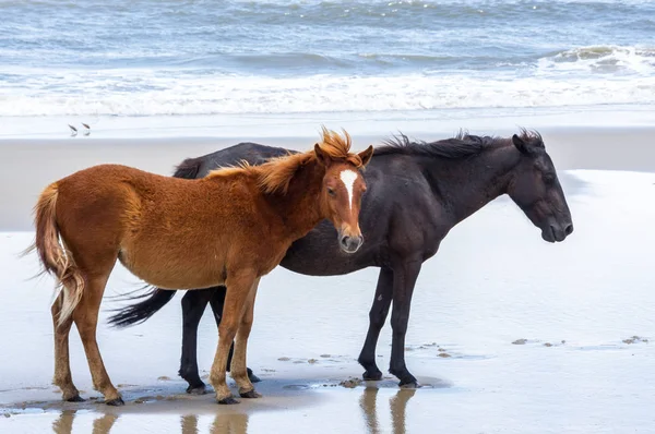 Vilda koloniala spanska Mustanger på norra Currituck yttre B — Stockfoto