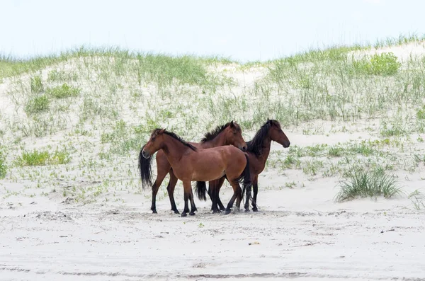 Vahşi sömürge İspanyolca Mustangs Kuzey Currituck dış b