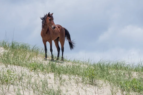 Vahşi sömürge İspanyolca Mustangs Kuzey Currituck dış b