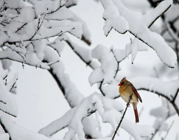 Lente sneeuwstorm met een vrouwelijke kardinaal — Stockfoto