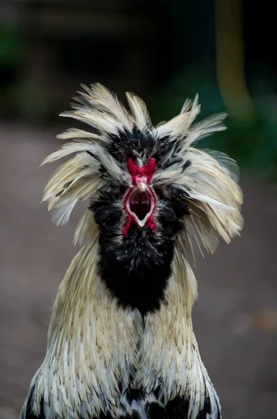 Polish rooster crowing with beak open Stock Picture