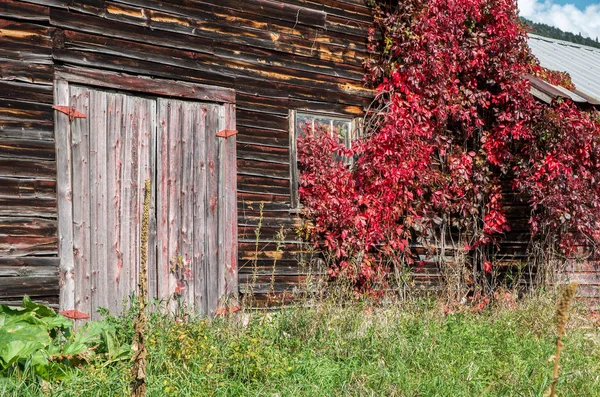 Antiguo granero rústico envejecido con vides rojas creciendo Imagen de archivo