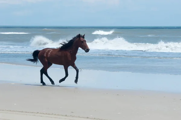 Vad gyarmati spanyol Mustang az északi Currituck a Jogdíjmentes Stock Képek