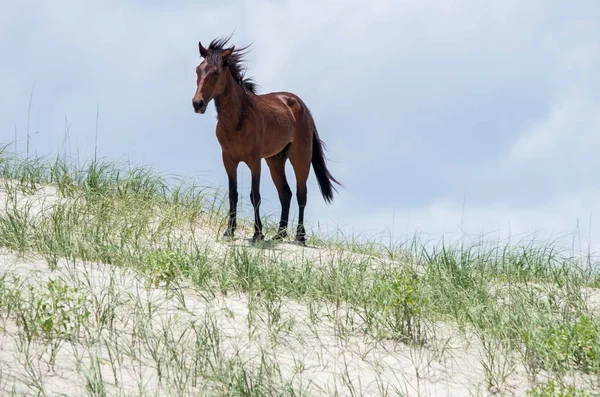 Wild koloniale Spaanse Mustangs op de noordelijke Currituck buitenste B Stockfoto