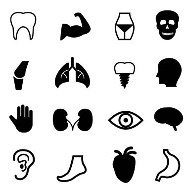 İnsan anatomisi ve organları