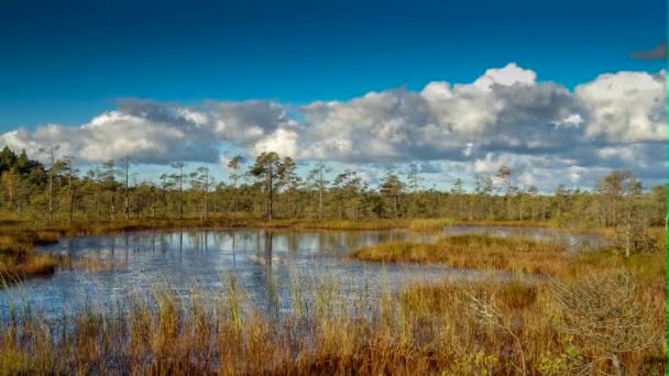 El lapso de tiempo en un pantano . — Vídeos de Stock