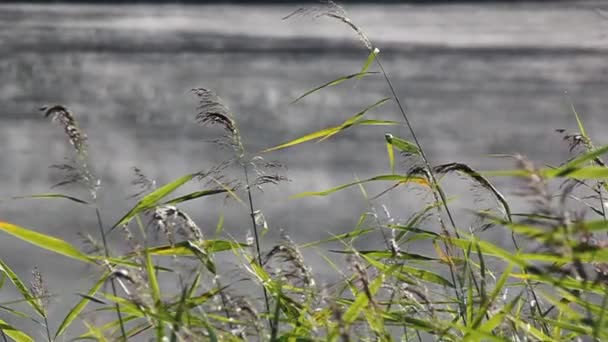 Rieten op de achtergrond van water. — Stockvideo