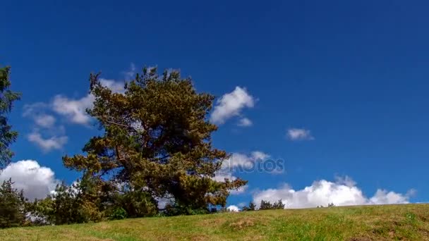 Timelaps met een boom tegen de hemel. — Stockvideo