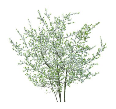 kiraz ağacı çiçekleri.