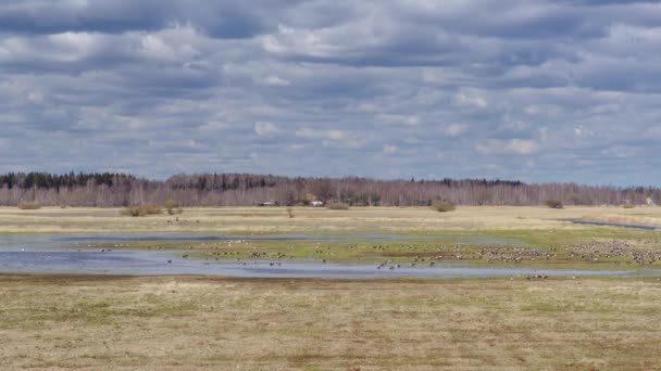 Time Lapse Field Migratory Birds Spring — Stock Video
