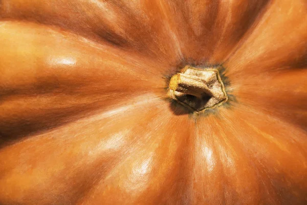 Citrouille orange - Gros plan sur un détail d'une citrouille orange mûre — Photo