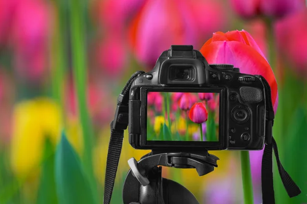 close up of a digital camera with a colorful image of tulips on the live-view