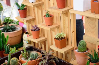 Ahşap raf güzel küçük kaktüs tencere