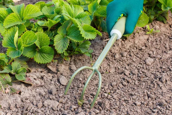 Малый ручной садовый грабли, используемые для ослабления почвы вокруг клубни — стоковое фото