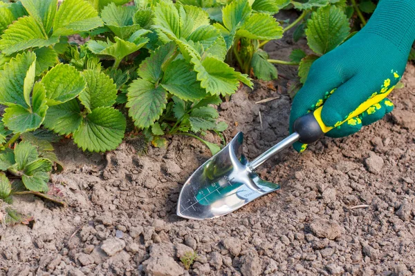 Kleine Hand-Gartenkelle zum Ausheben oder Schaufeln von Erde verwendet aro — Stockfoto