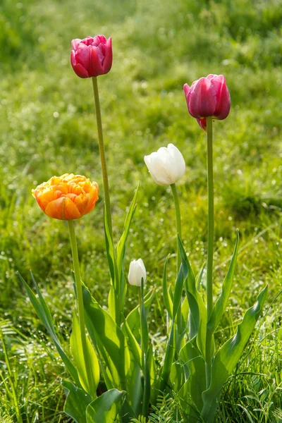 Tulipani che crescono in erba verde con gocce di rugiada del mattino — Foto Stock