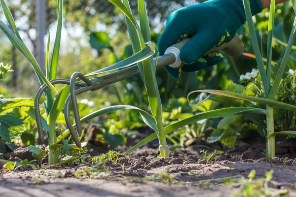 Pequeno ancinho de jardim de mão usado para afrouxar o solo em torno do verde — Fotografia de Stock