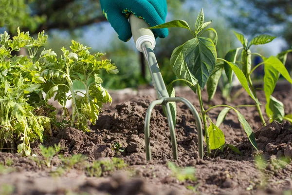 Dłoń mały ogród prowizji stosuje spulchnianie gleby wokół seedli — Zdjęcie stockowe
