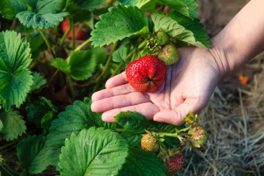 Bir çalı büyüyen bir çilek tutan el
